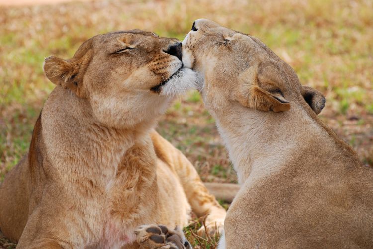 Safari in South Africa